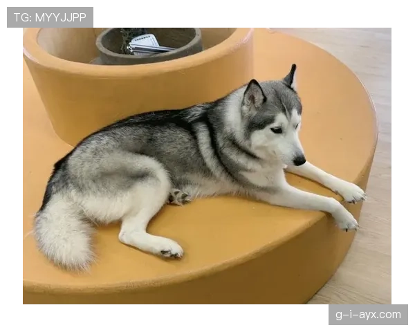 杨千霖家的狗都比我会理财